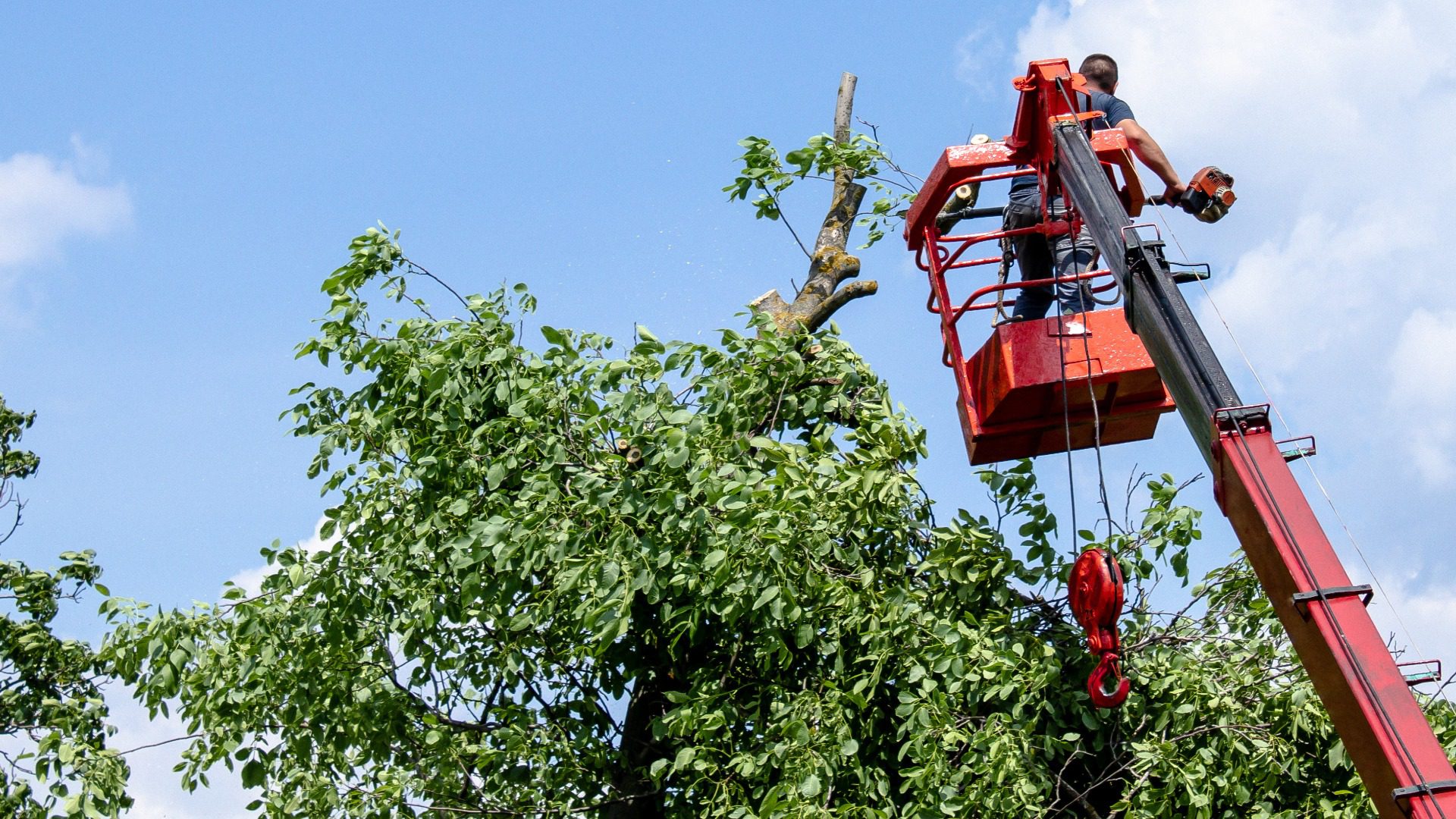 Tree pruning and sawing by a man with a chainsaw are standing on the platform of a mechanical chair lift between the branches of an old large tree.