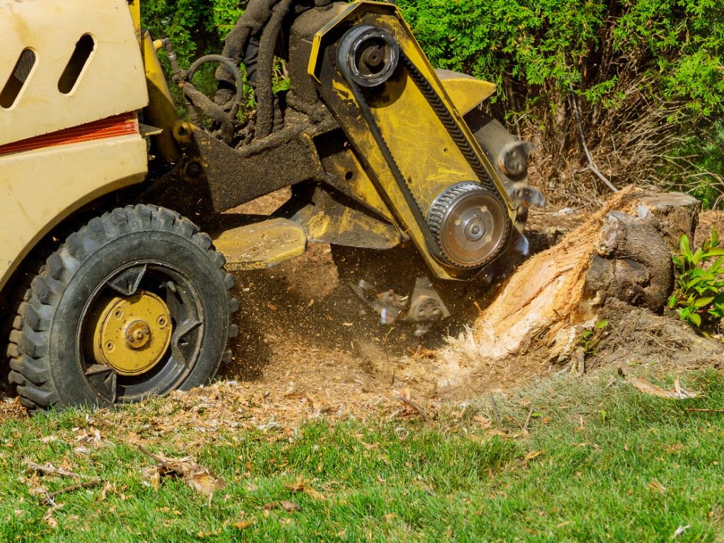 A stump is shredded with removal, grinding the stumps and roots into small chips