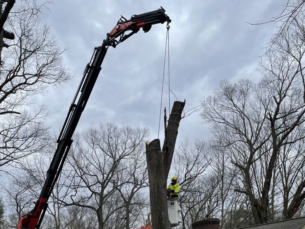 Service worker pruning tree branches on a platform of a crane truck